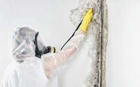 Mold Removal for HVAC Installations in Lakeview, CA